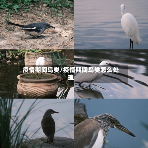 疫情期间鸟类/疫情期间鸟类怎么处理