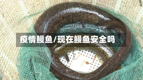 疫情鳗鱼/现在鳗鱼安全吗-第2张图片
