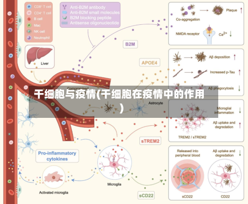 干细胞与疫情(干细胞在疫情中的作用)