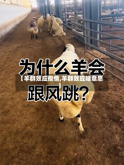 【羊群效应疫情,羊群效应啥意思】-第2张图片